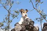 FOX TERRIER 156